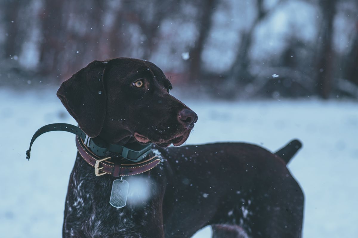 German Shorthaired Pointer standing in snow