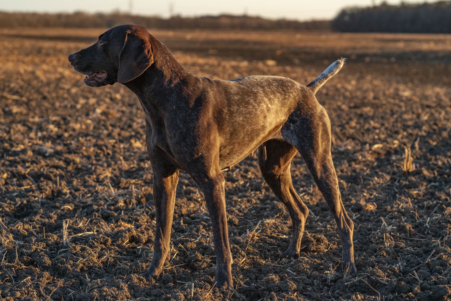 German Shorthaired Pointer standing outdoors in a field